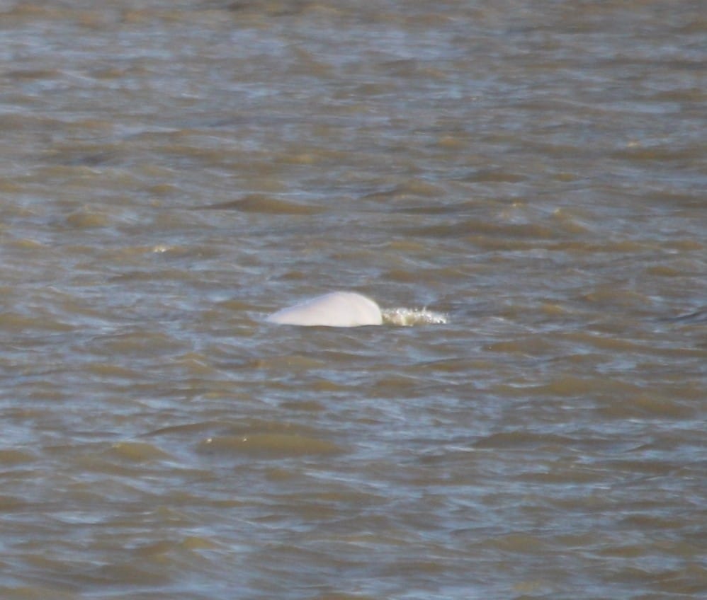 In late 2018, we were commissioned by AECOM to provide marine mammal mitigation services during hydrographic surveys of the River Thames.We provided an experienced team of Marine Mammal Observers (MMO) and Passive Acoustic Monitoring (PAM) operatives to ensure 100% coverage during hydrographic operations.The programme of works involved the provision of expert advice and the development and implementation of a bespoke set of procedures to mitigate any injury or disturbance to a Beluga whale (known as Benny the Beluga) residing in a stretch of the river within close proximity to the survey area.We provided an experienced team of Marine Mammal Observers (MMO) and Passive Acoustic Monitoring (PAM) operatives to ensure 100% coverage during hydrographic operations.