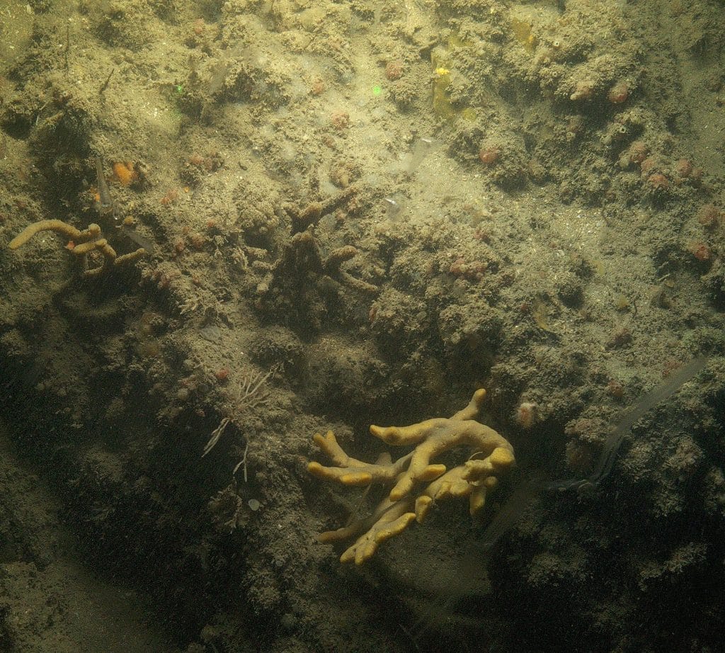 Picture of the seabed at Llyr