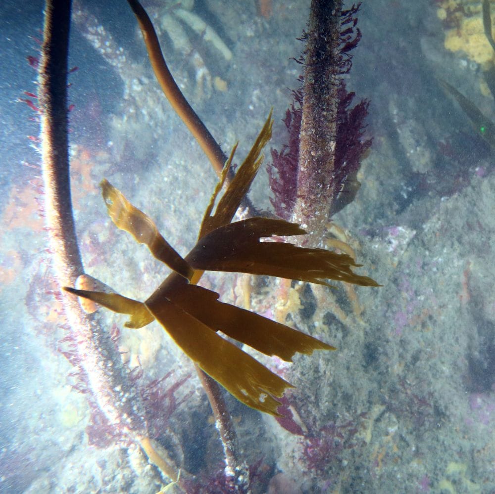 Picture of algae on the seabed