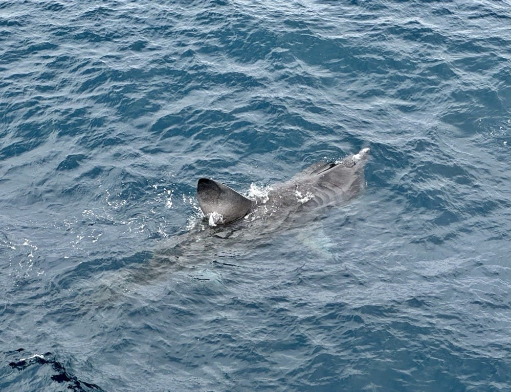 Picture of a shark next to the survey boat