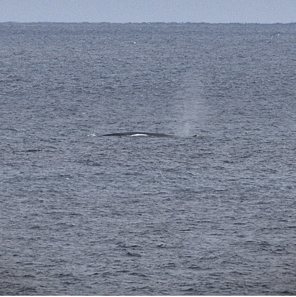 Picture of a whale in the sea from the survey boat