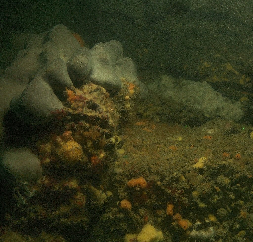 Picture of the seabed at Llyr