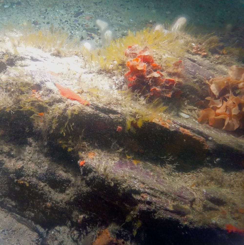 Picture of a reef in the Poseidon survey