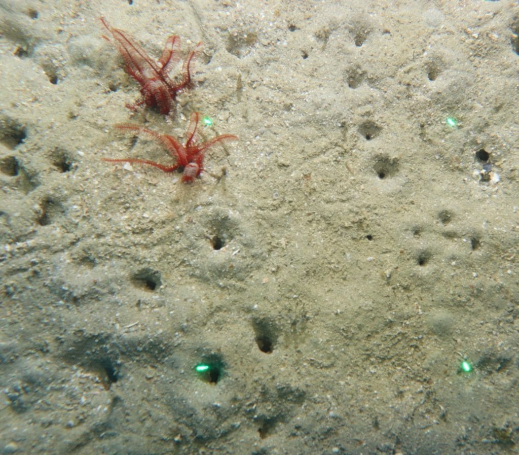 Picture of a sandy seabed with marine algae 