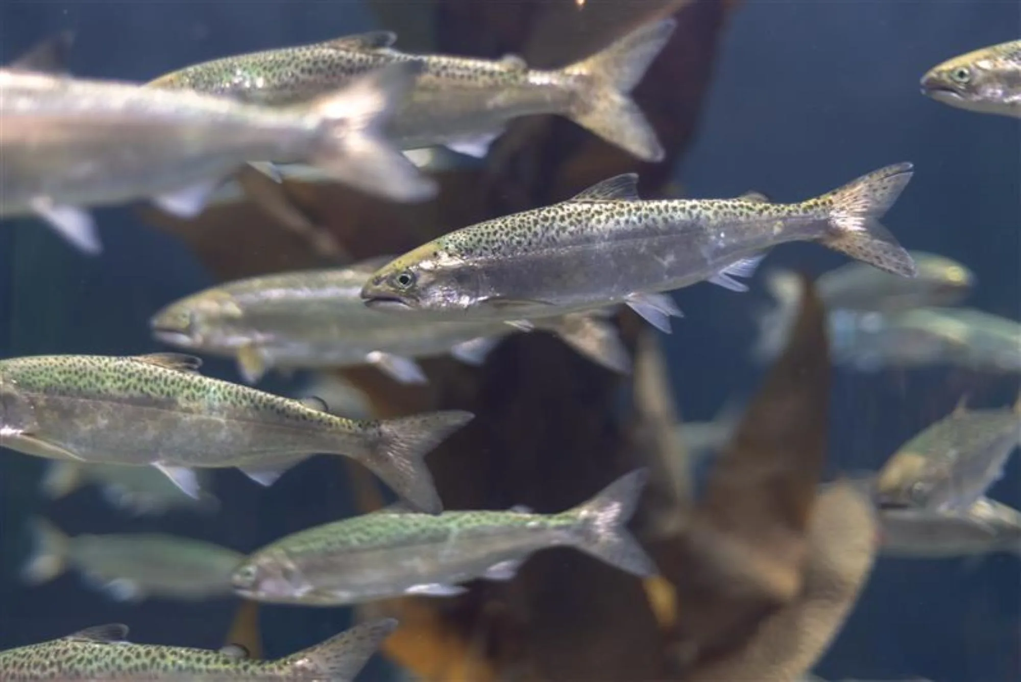 Picture of a group of salmon in a fish farm