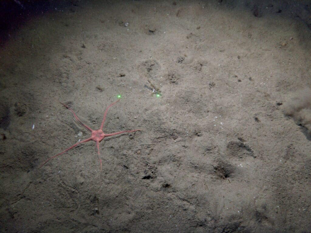 Clear, sharp picture of starfish on a muddy seabed taken with a freshwater lens