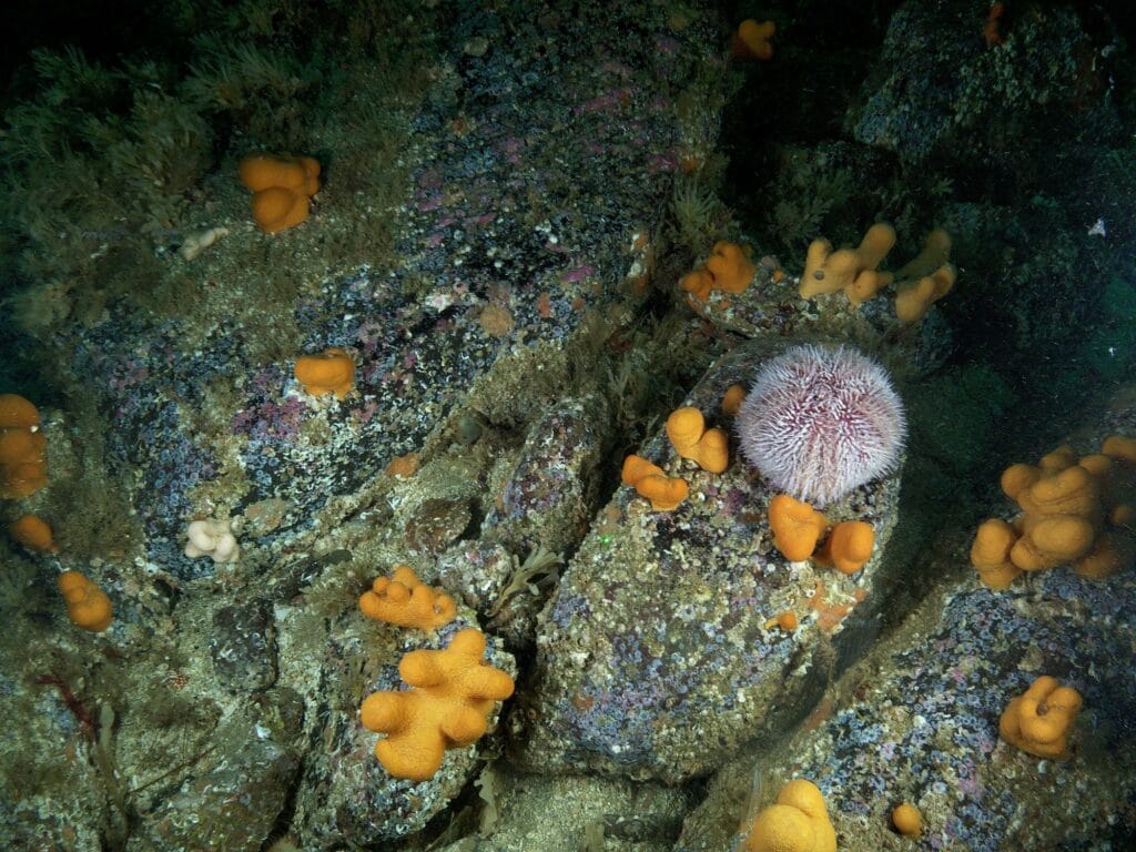Sharp, clear picture of sponges and sea urchins taken with a freshwater lens