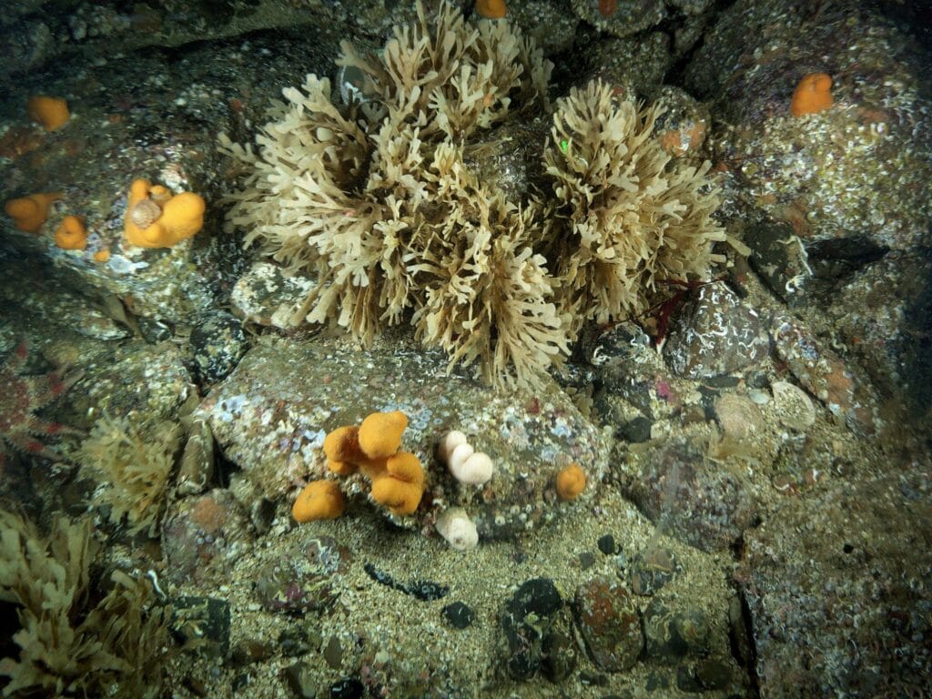 Picture of an underwater reef taken with a freshwater lens
