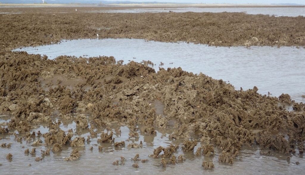 Picture of exposed Sabellaria reef on a seashore