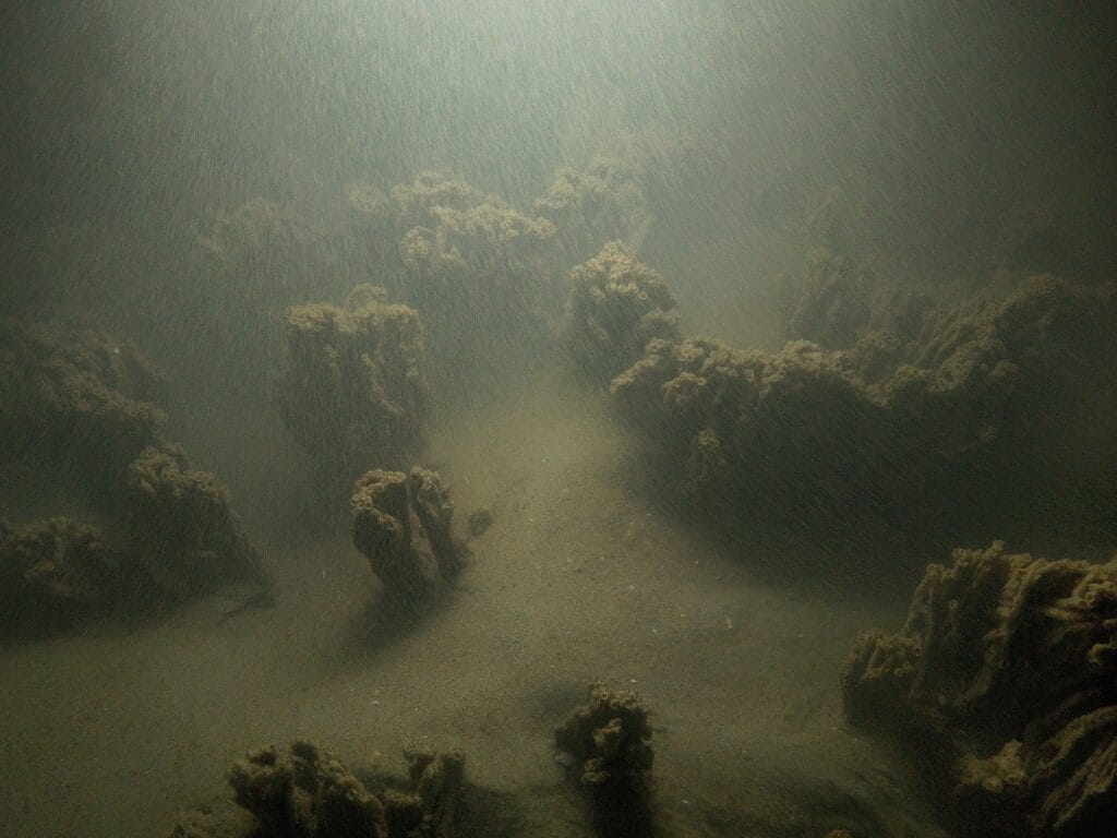 Picture of Sabellaria spinulosa reef in turbid waters