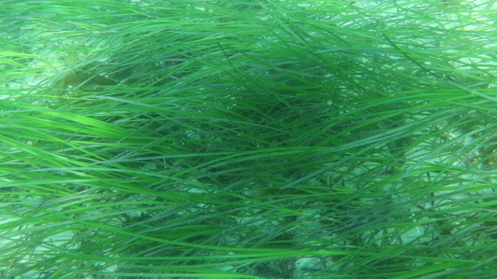 Picture of seagrass taken with a freshwater lens