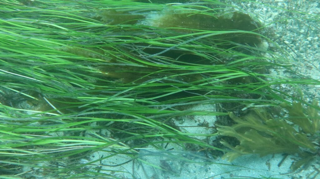 Picture of seagrass taken with a freshwater lens