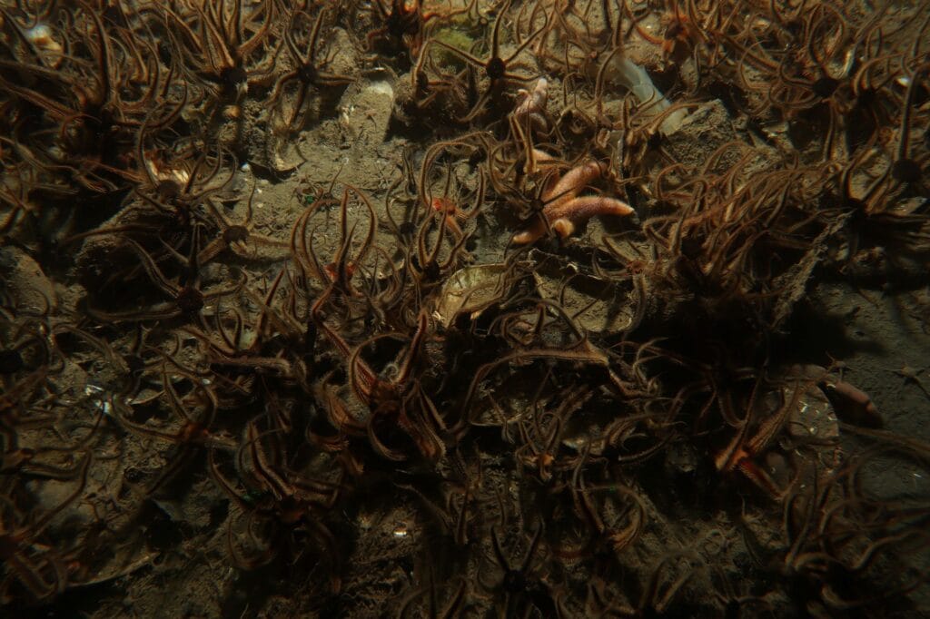 Picture of a brittle star bed