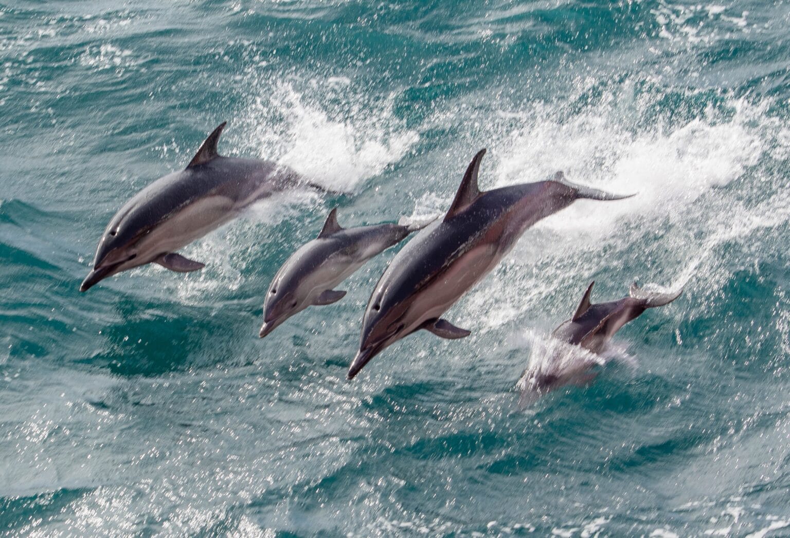 The benefits of eDNA analysis - Ocean Ecology