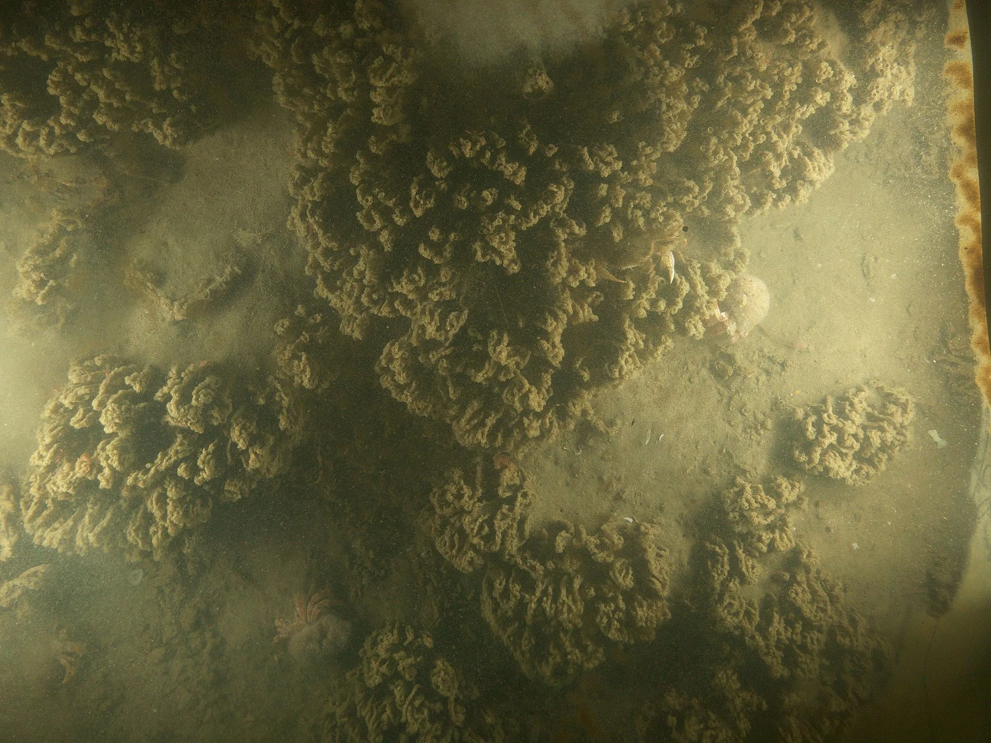 Picture of Sabellaria spinulosa reef