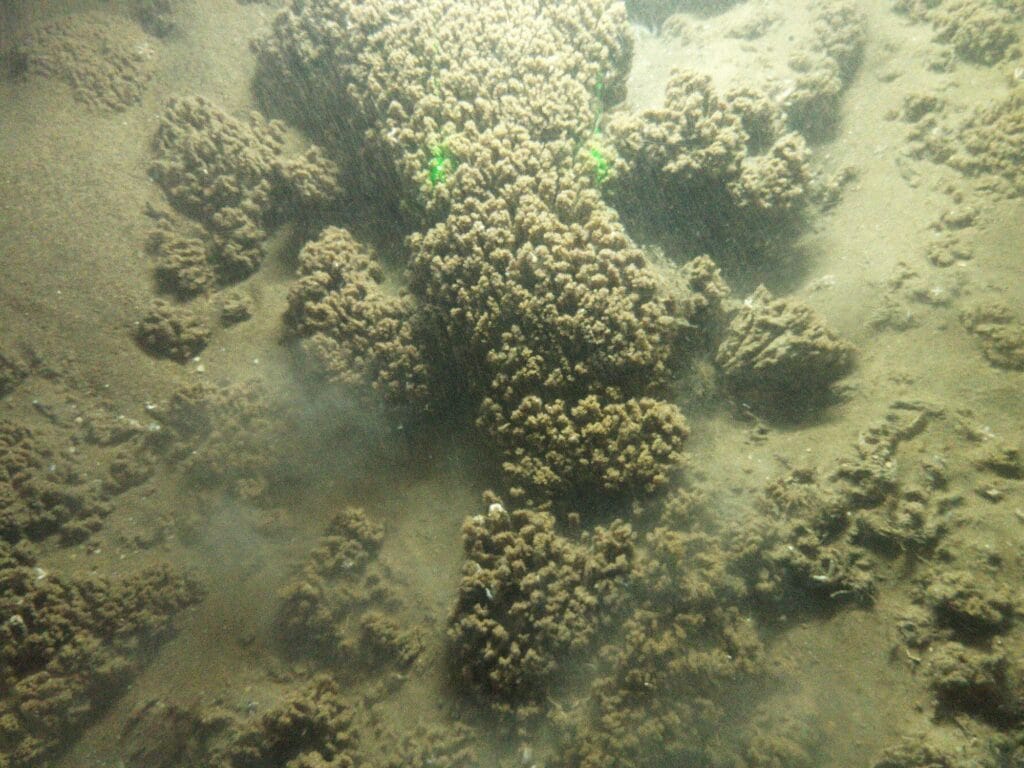 Picture of Sabellaria spinulosa reef