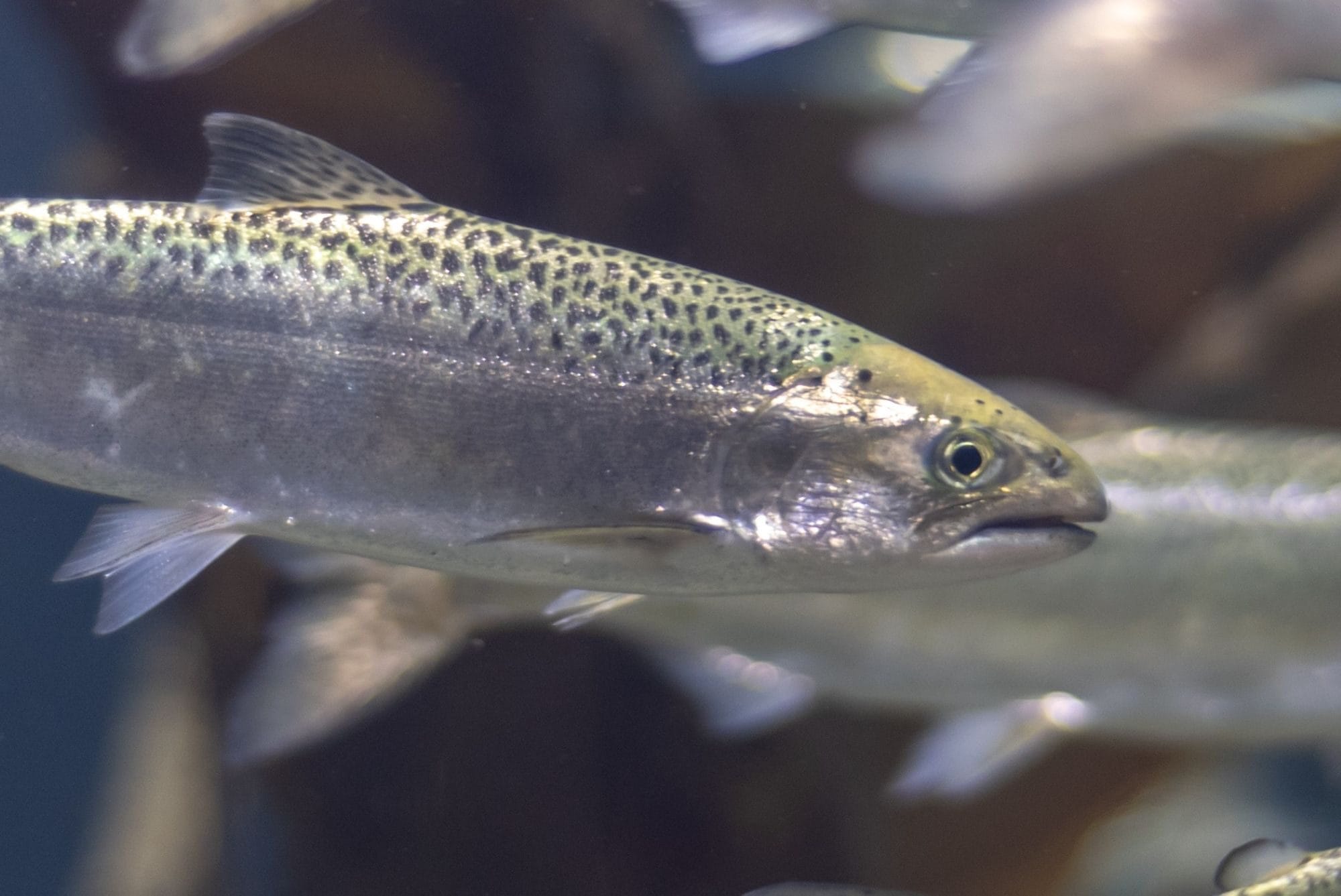 Picture of a salmon in a group of salmon
