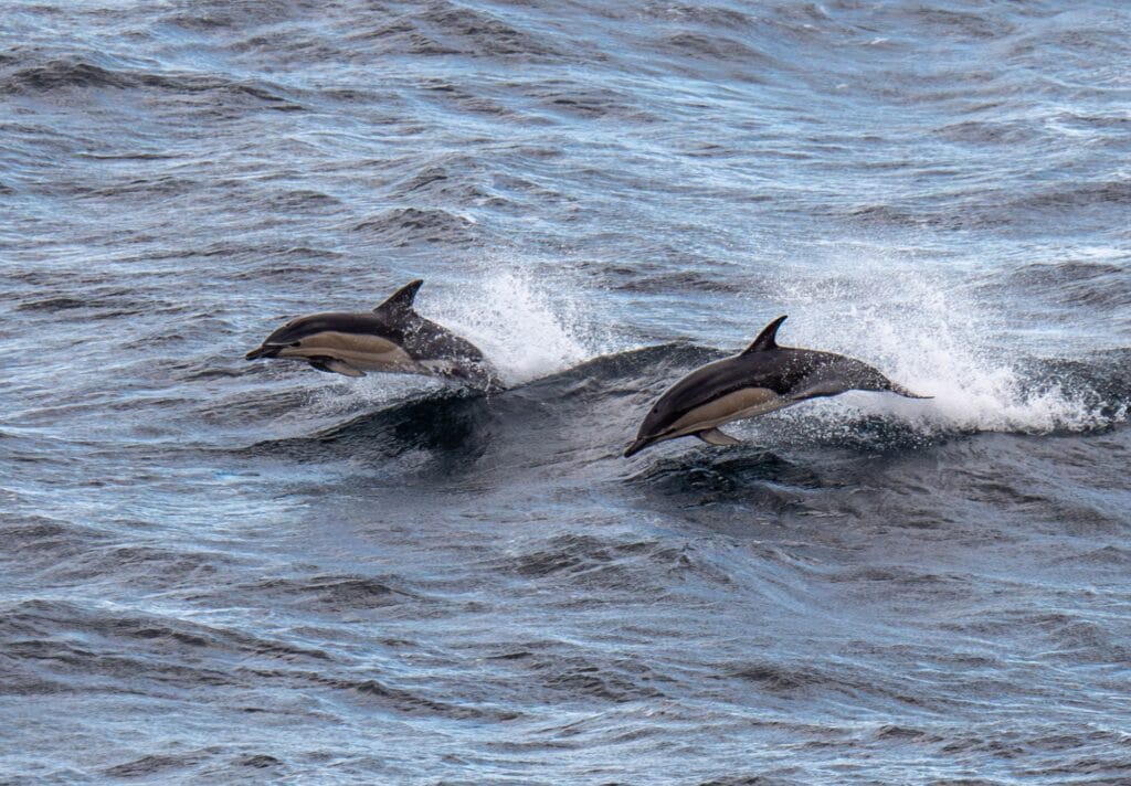 Picture of two dolphins leaping from the sea